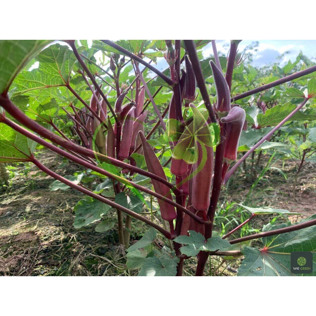 Hạt giống đậu bắp đỏ cao sản - gói 10 hạt