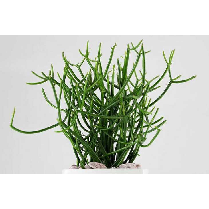 Cây Giao hỗ trợ giảm đau xương khớp và viêm xoang - Herba Euphorbiae Tirucalli