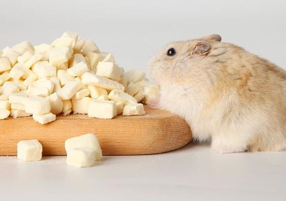 Tàu Hủ Sấy Khô Cho Hamster 10g - [Nông Trại Thú Cưng]