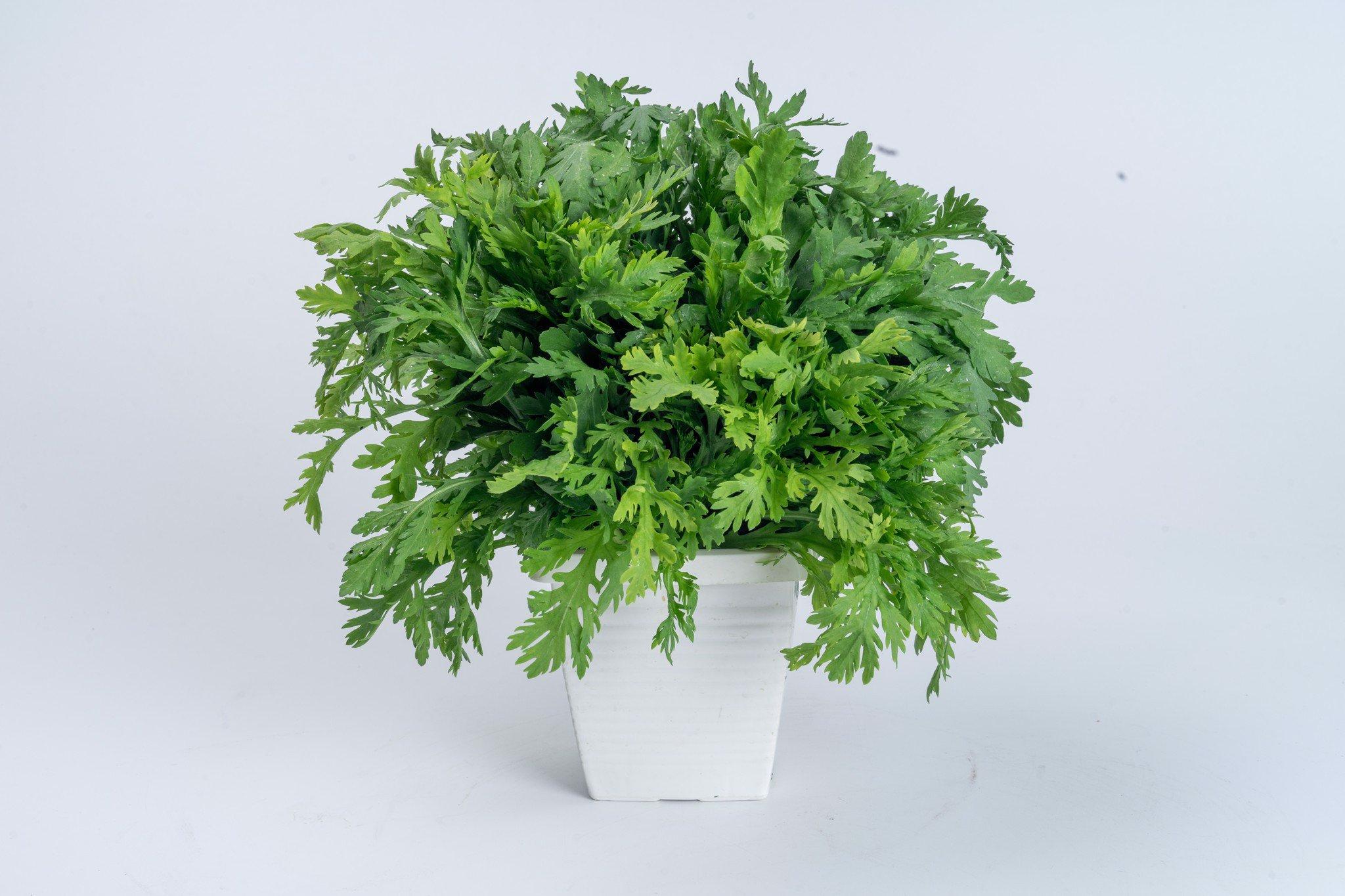 [HCM]Gói 20g hạt giống tần ô Garland