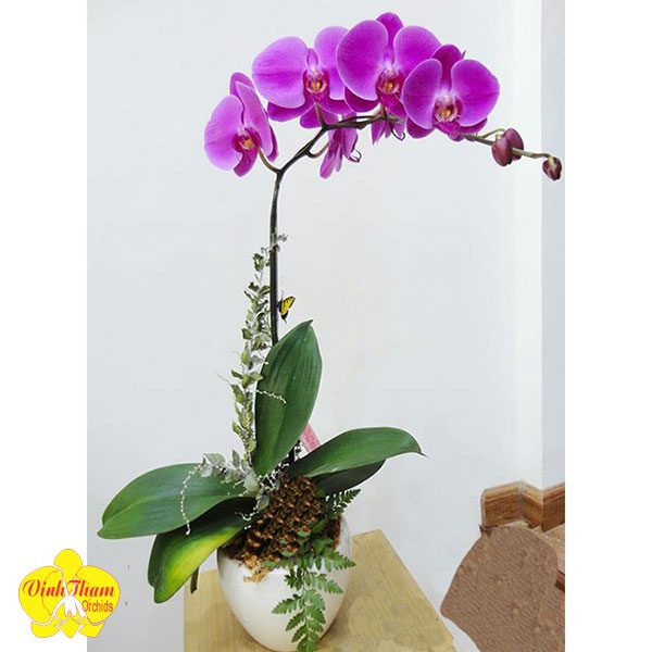hoa lan hồ điệp có sãn ngồng hoa