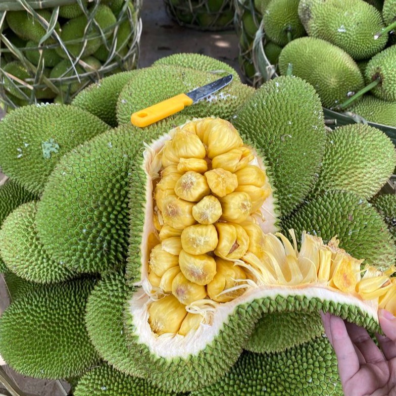 Cây Giống mít tố nữ (ghép siêu sớm)