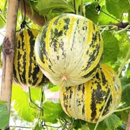 Hạt giống dưa bỡ thơm dể trồng/gói 20 hạt
