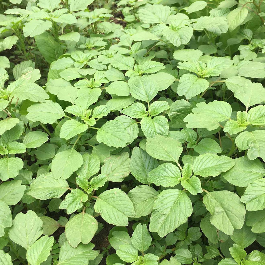 Hạt giống rau dền cơm 10gr