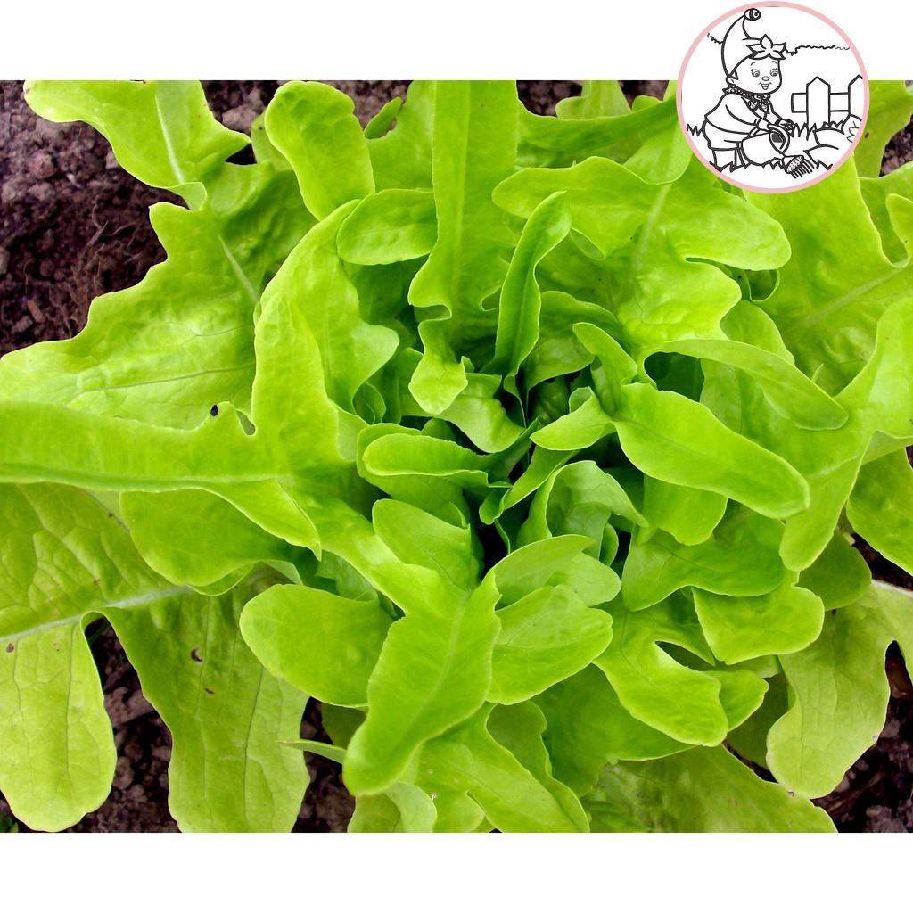 Hạt xà lách sồi xanh oakleaf - gói 2 gram