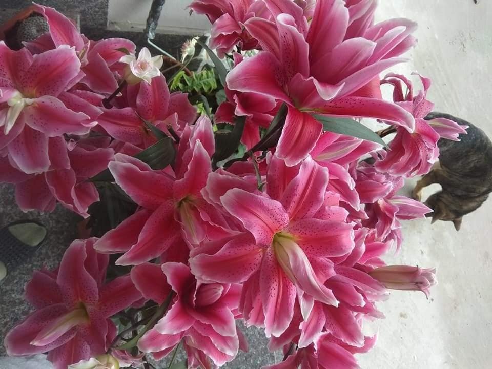 Củ ly cao hà lan cánh kép size 14/16 đủ màu