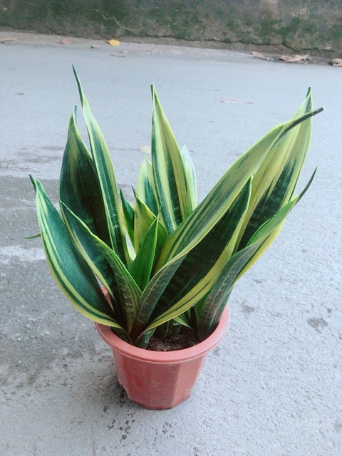 [HCM]Lưỡi Hổ Hoàng Kim