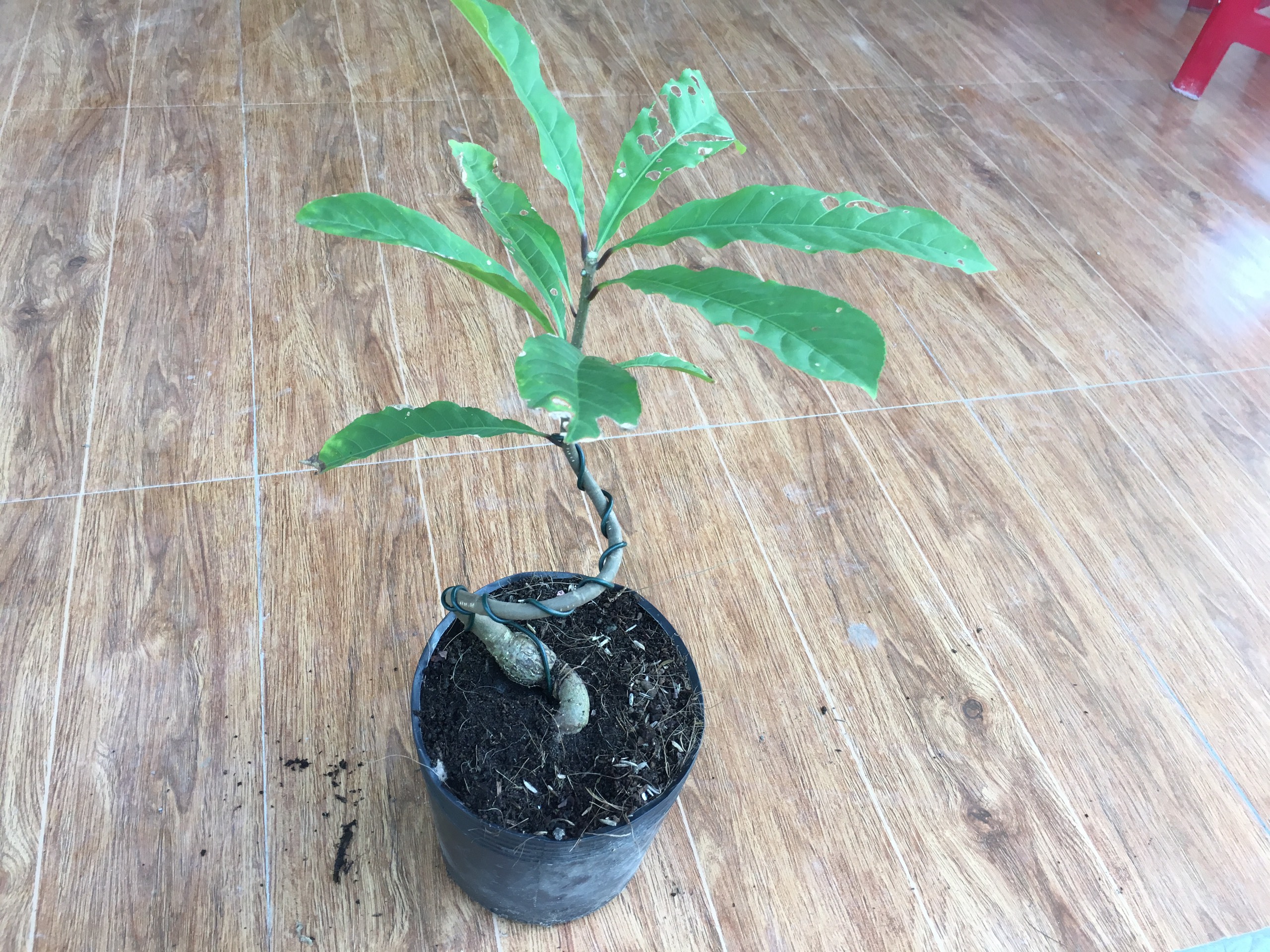 Cây lộc vừng bonsai mini