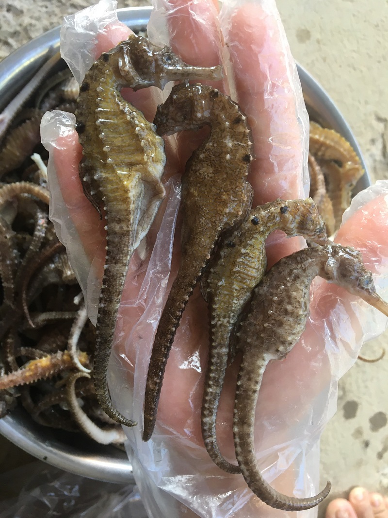 KHÔ CÁ NGỰA ( HẢI MÃ) SIZE TỨ 11cm - 12cm
