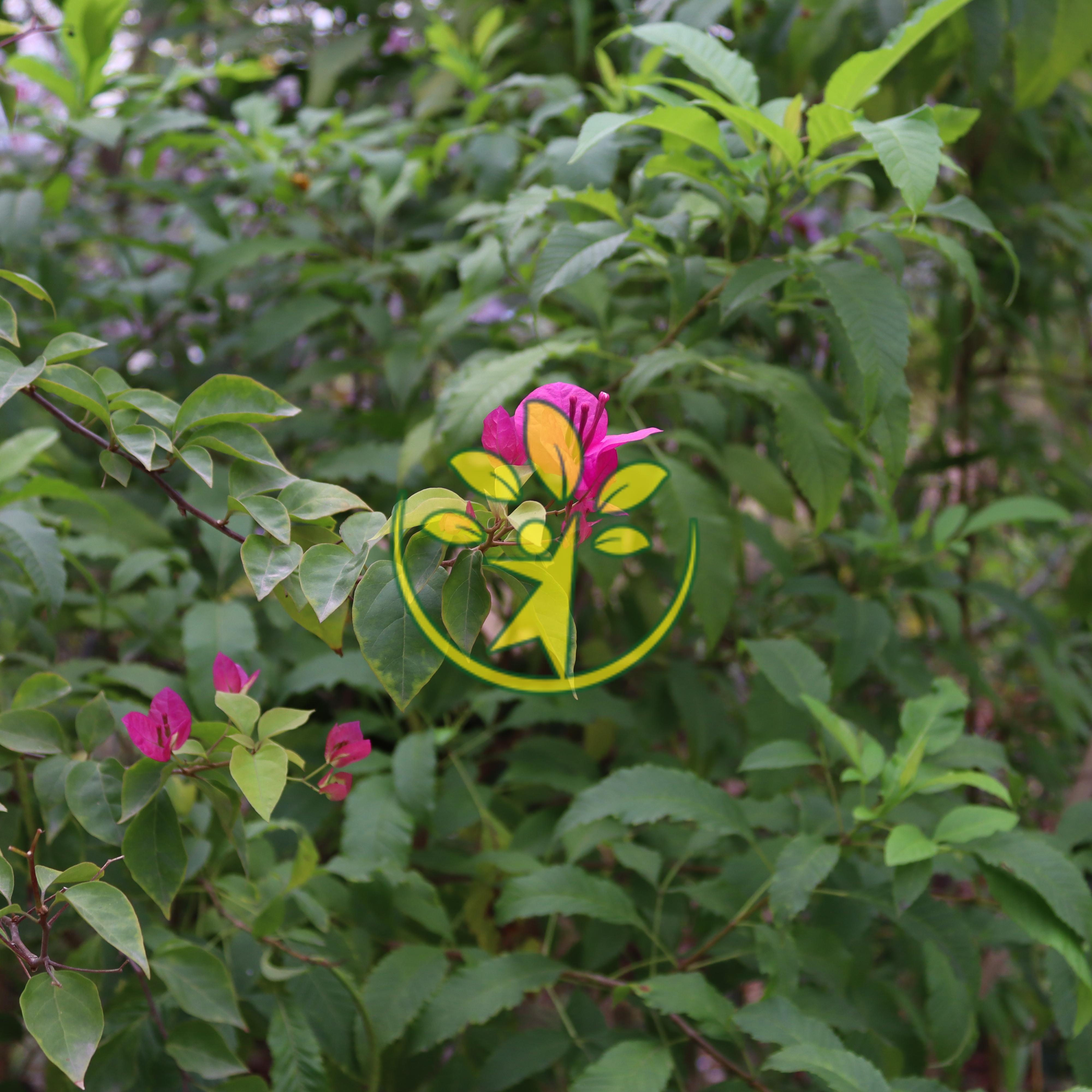 Chậu cây hoa giấy cao 70 - 80 cm chuẩn hàng