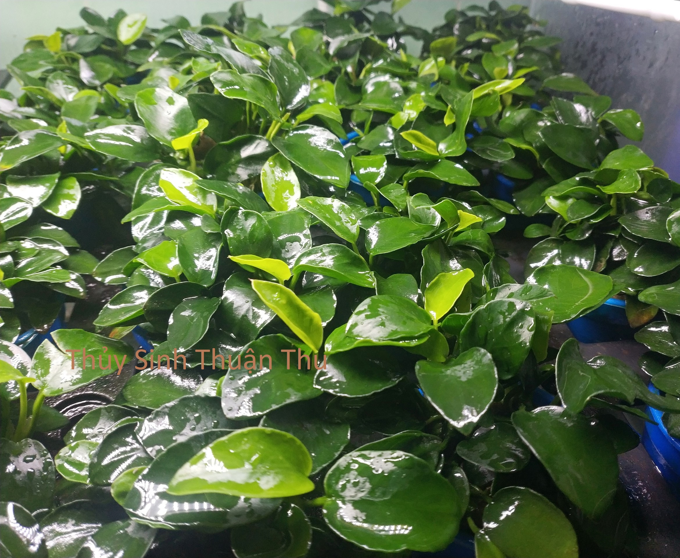 Cây thủy sinh Ráy Nana Petite Nhật (Anubias nana Japan)