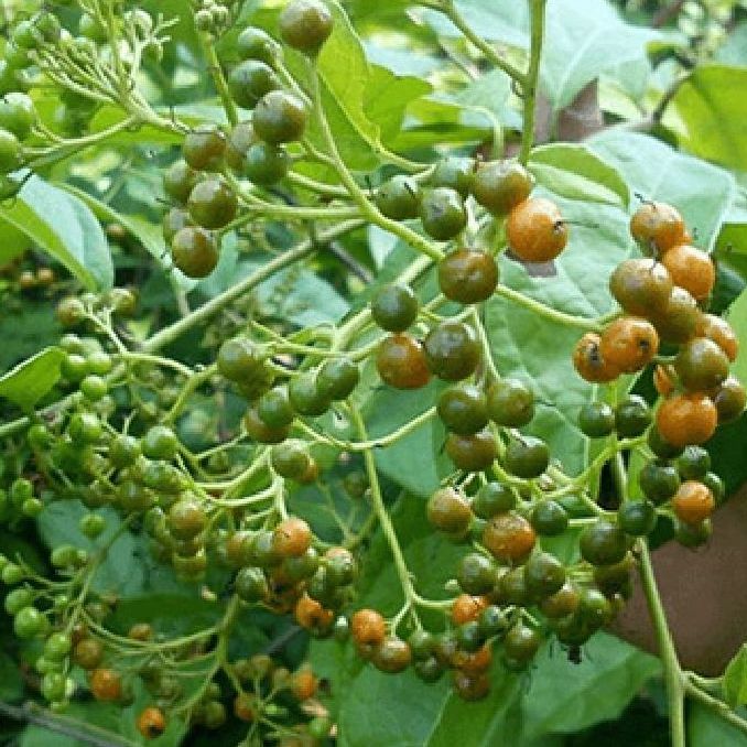 Hạt giống cây xạ đen -100 hạt