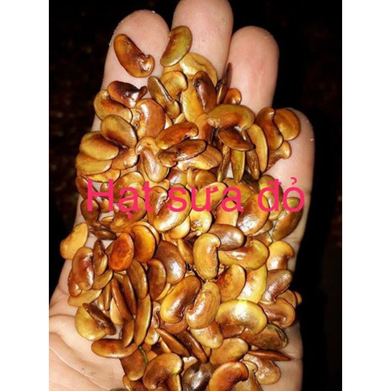 1kg hạt giống gỗ sưa đỏ (nảy mầm cao)
