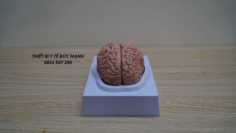 Mô hình giải phẫu não bộ