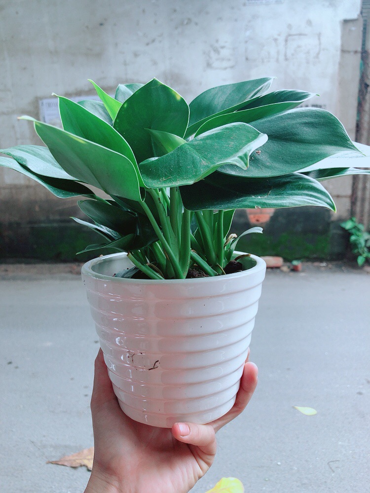 Chậu Trầu Bà Đế Vương Xanh