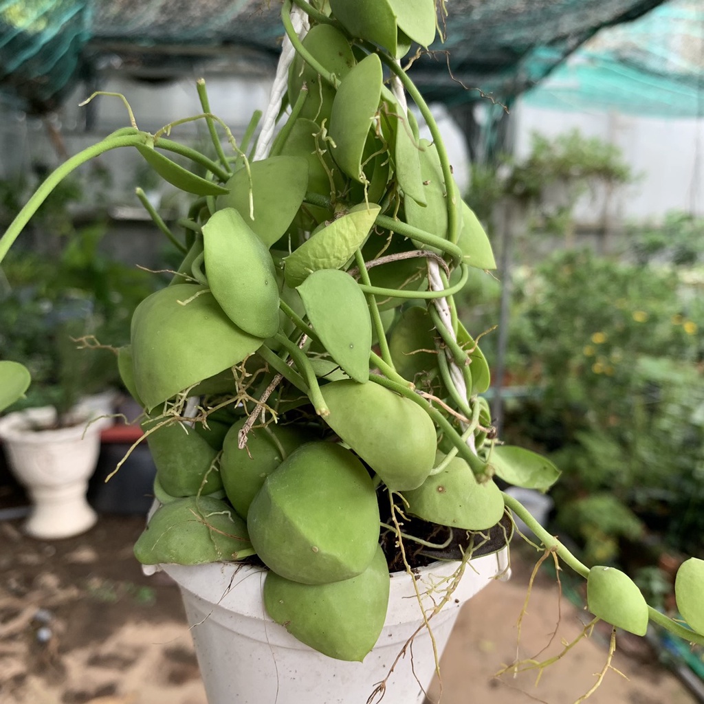 Chậu treo lan vỏ sò