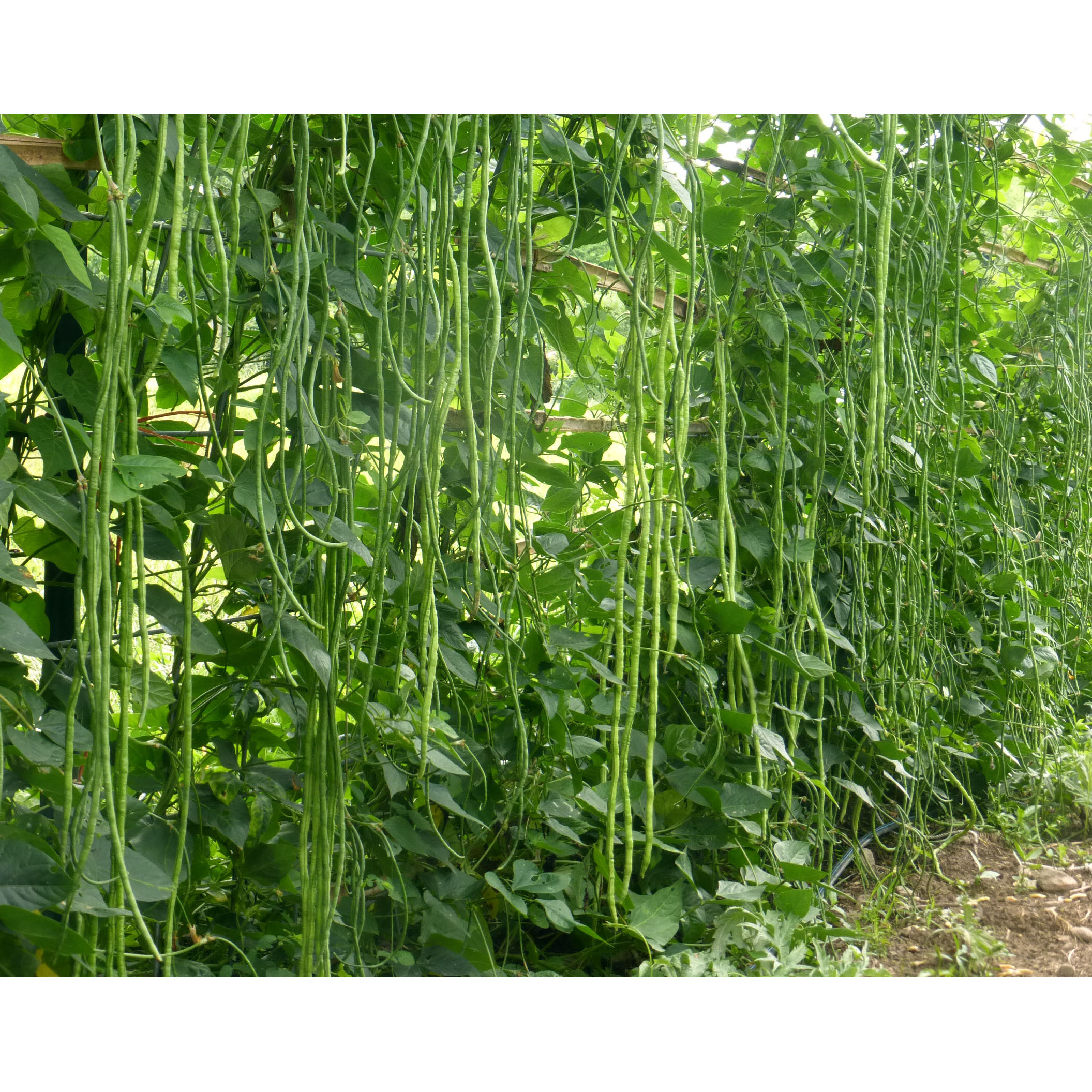Hạt giống đậu đũa trái dài 20gr