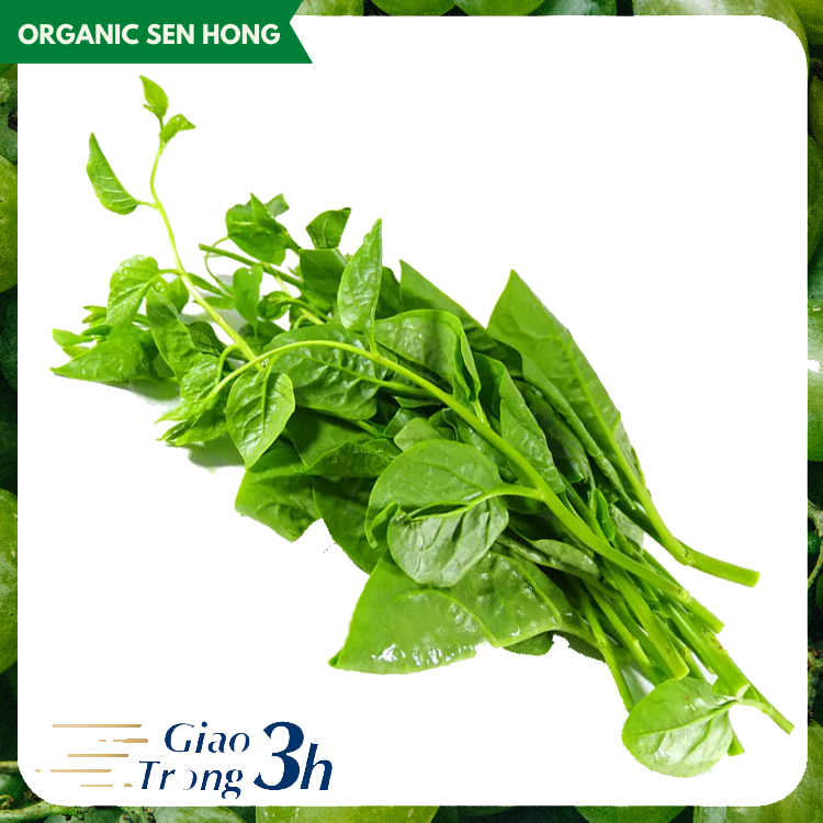 Rau mồng tơi Sen Hồng 1kg