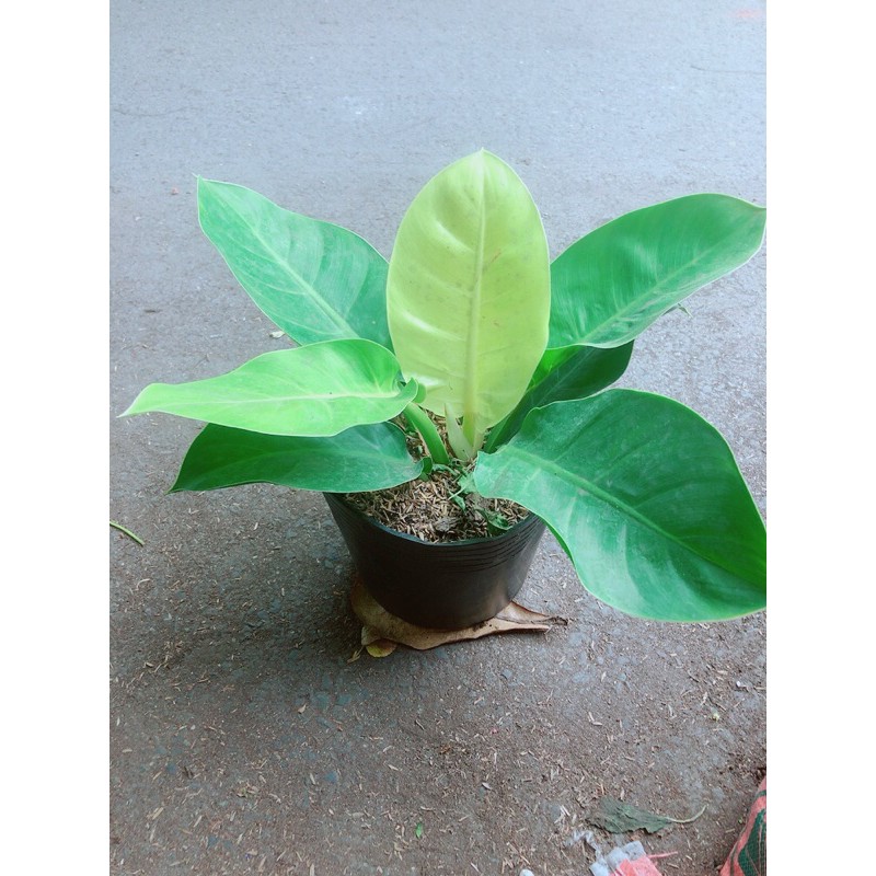 [HCM]Trầu Bà Đế Vương