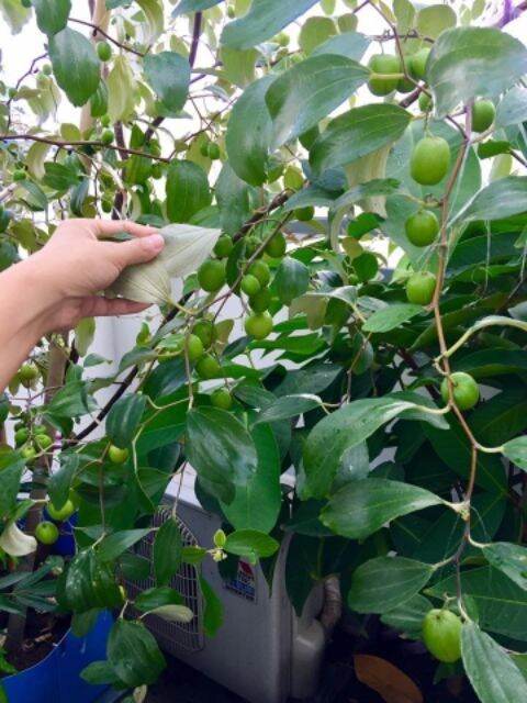 Cây giống táo Thái Lan siêu trái trái sớm (3 tháng)
