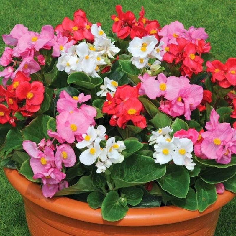 30 Hạt giống hoa Thu hải đường kép