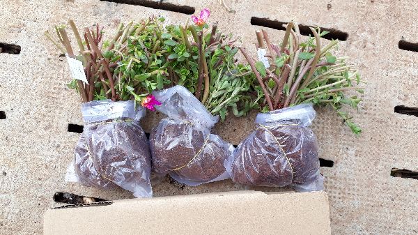 CHẬU HOA SAM THÁI MINI SIÊU ĐẸP MIXX ĐỦ MÀU HOA,