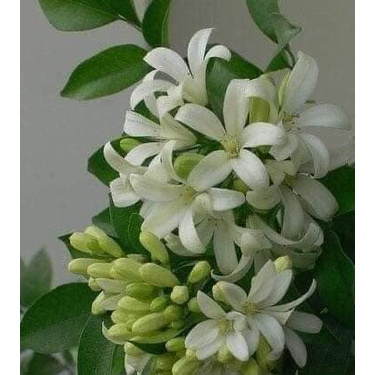 Cây giống Nguyệt Quế Thái