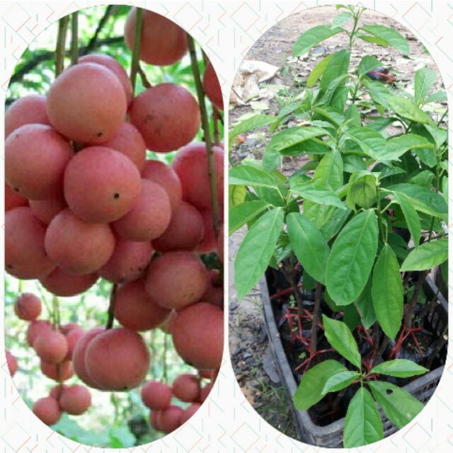 cây Dâu Da Đất ghép, cây bầu lớn, chuẩn giống siêu sai quả