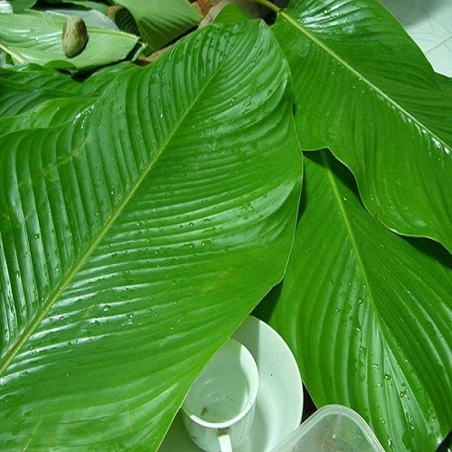 Combo 5Cây Giống Lá Dong Cảnh 366LZ
