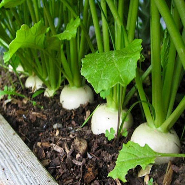 Hạt củ cải trắng (gói 20 gram)