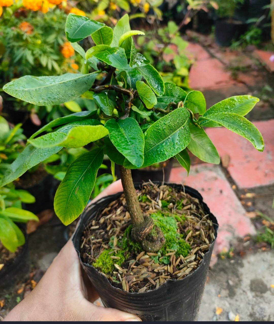Combo 2 cây mai tự xoắn ( mai tự quắn )