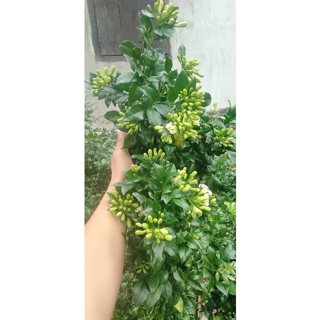 Cây giống Nguyệt Quế Thái