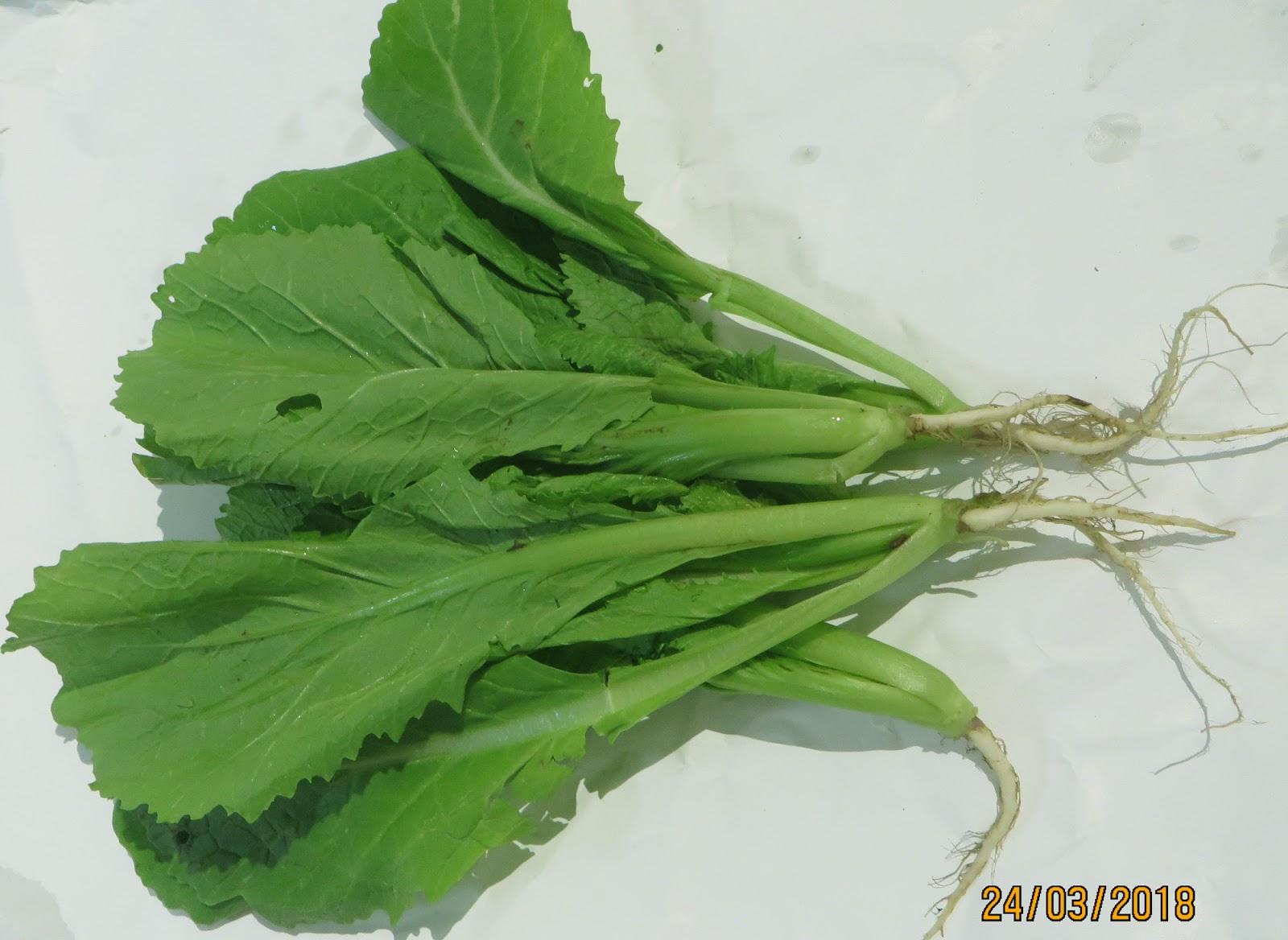 [HCM]Gói 100g Hạt Giống Cải Bẹ Xanh Mỡ - Nanuseeds