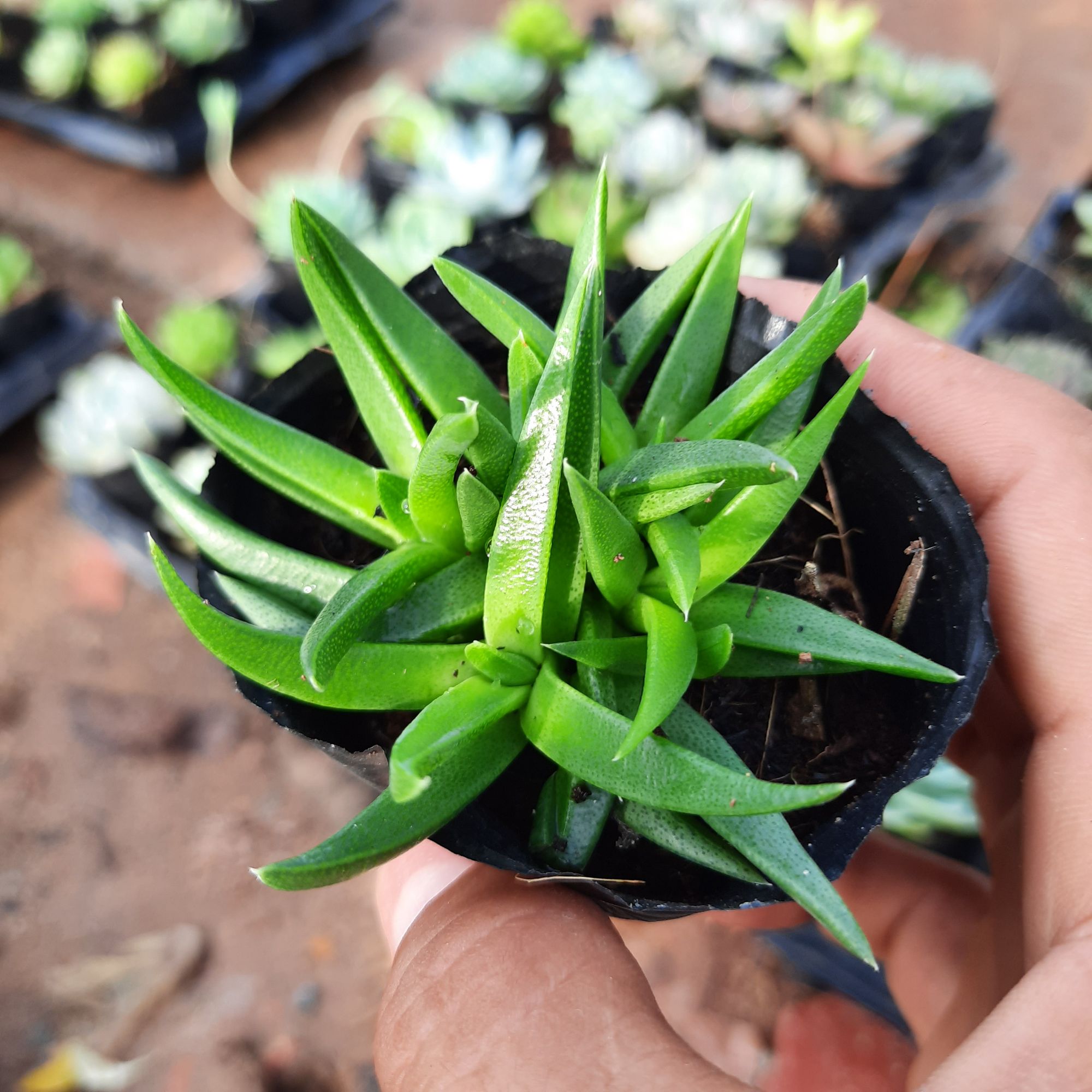 Sen đá chọn ngẩu nhiên