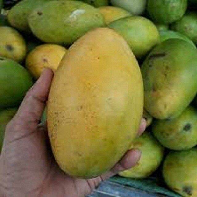 CÂY GIỐNG XOÀI KEO (CAMBUCHIA) (chuẩn giống chất)