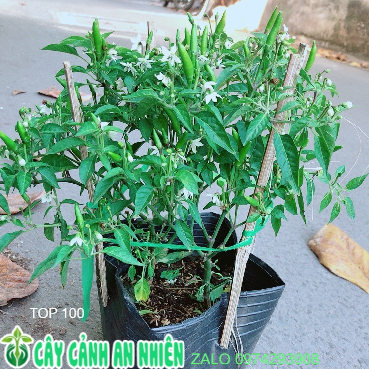 [HCM]Bụi Ớt Hiểm