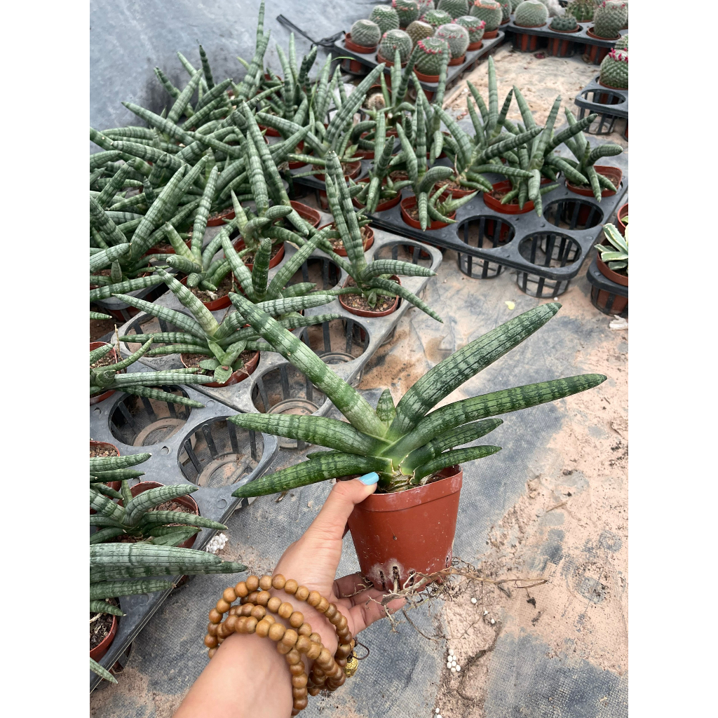 Chậu cây Ngà Voi - Sansevieria canaliculata Carr.