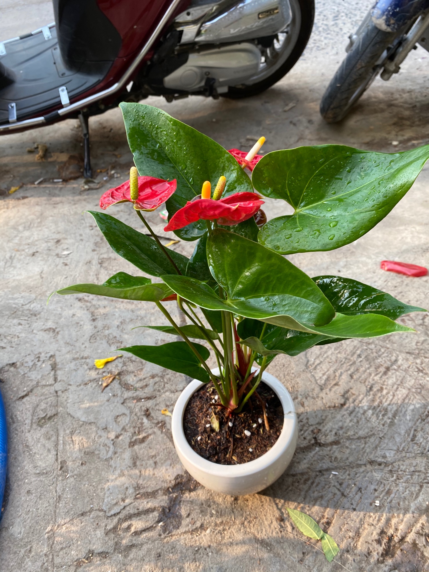 [HCM]CÂY HỒNG MÔN SIÊU NỤ - TẶNG CHẬU SỨ ĐỂ BÀN