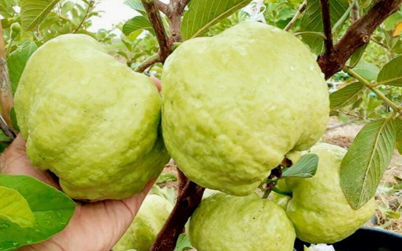 Cây giống ổi không hạt phugi