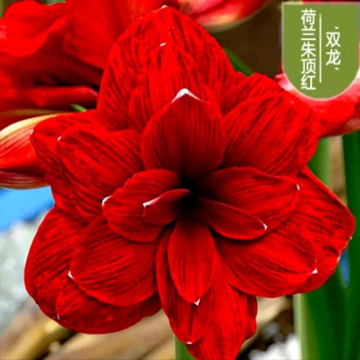 [HCM]Củ lan huệ tây cánh đơn