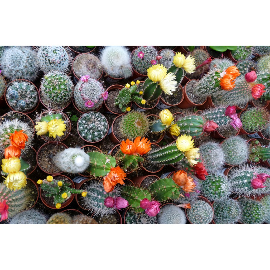 Hạt giống Xương rồng cảnh mix (15 hạt)