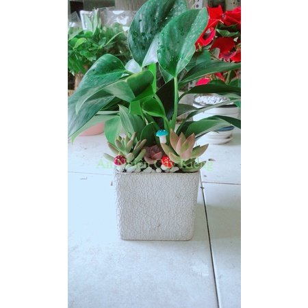 Chậu Trầu Bà Đế Vương Tiểu Cảnh