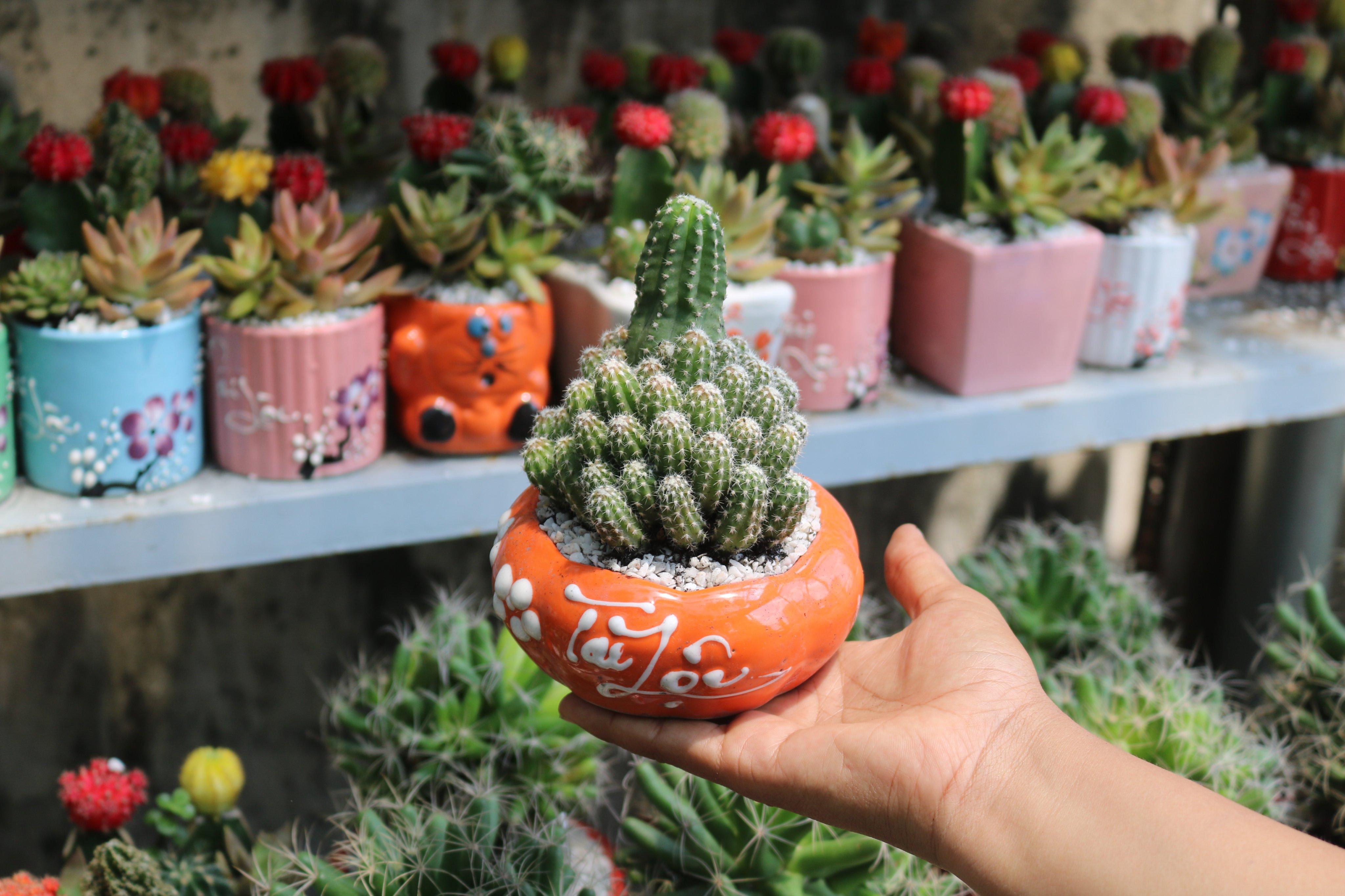 Chậu Sứ Xương Rồng Chùm