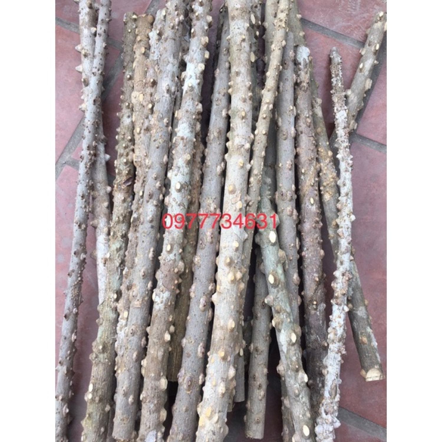 Cầu gạo cho chim chào mào, chích choè, hoạ mi, khướu