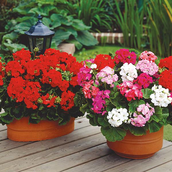 [Mới] - Combo 3 gói Hạt giống hoa phong lữ thảo