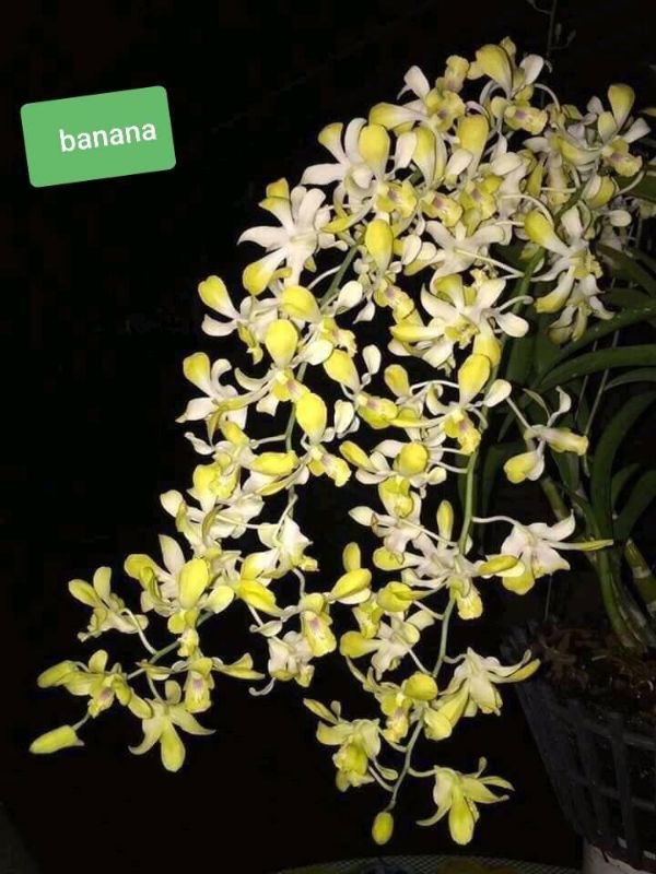Denro nắng banana cây giống