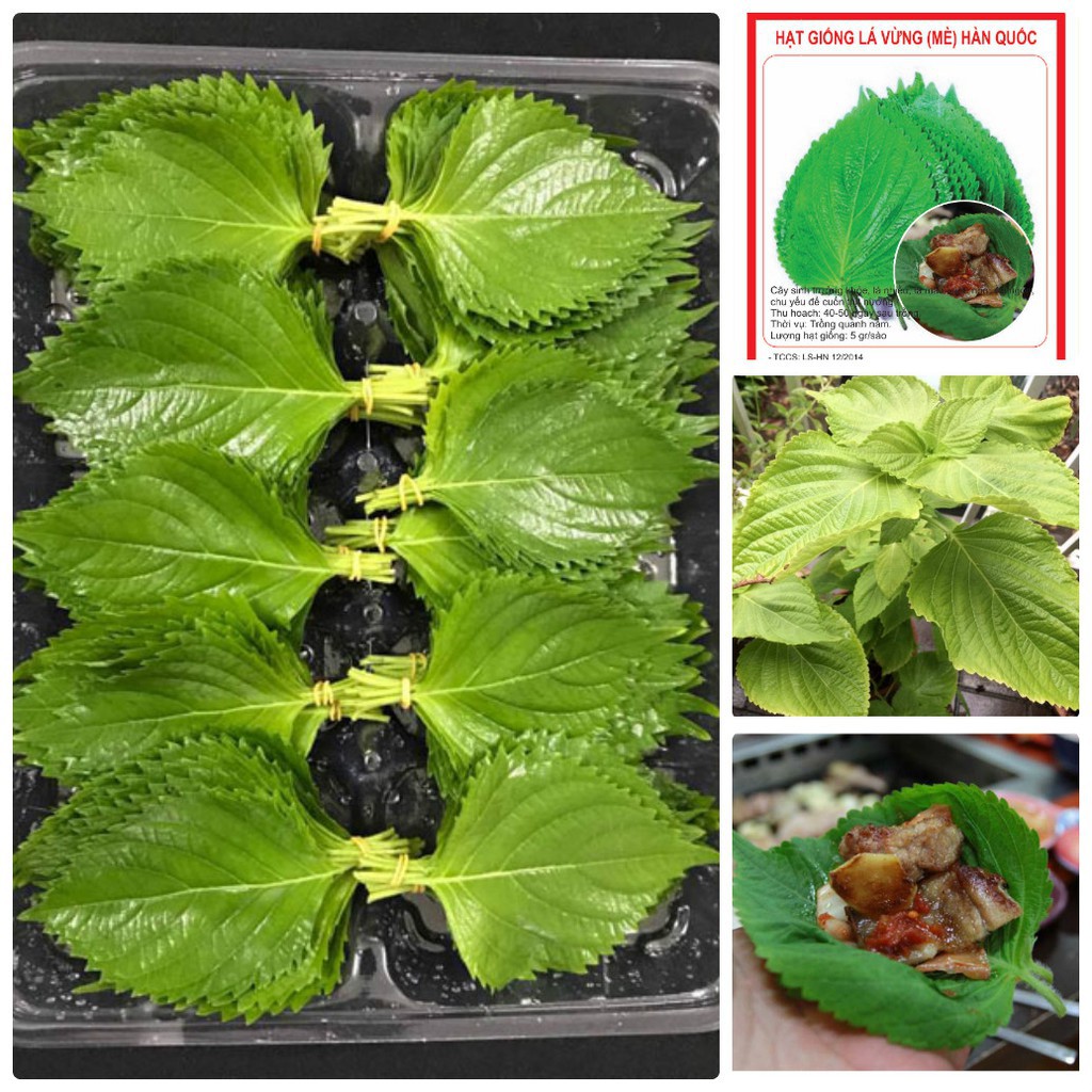 Hạt Giống Rau Thơm Mè Hàn Quốc (Lá Vừng)