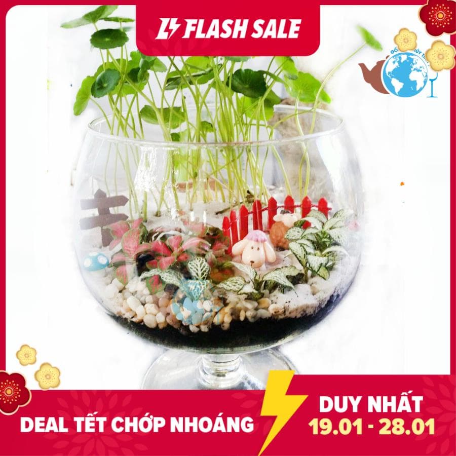 Chậu trồng cây thủy cảnh, ly nuôi cá thủy tinh D14 CM X H16 CM chậu cây ly chân HCLC3-- Tặng kèm sỏi