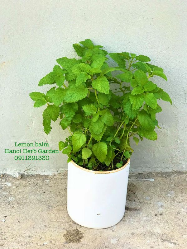 Bạc Hà Chanh Sả (Lemon Balm)
