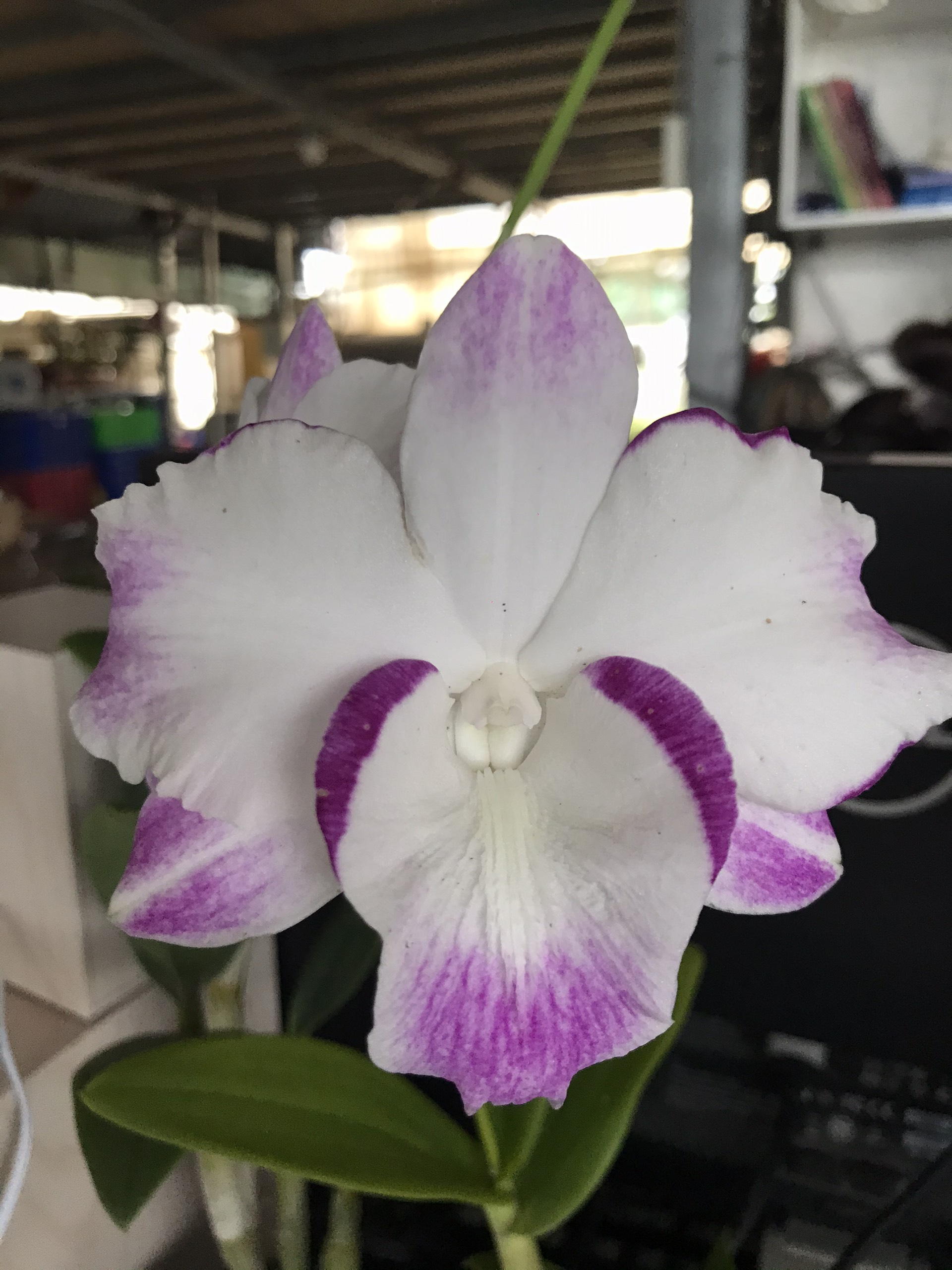 Den lai catt nữ hoàng